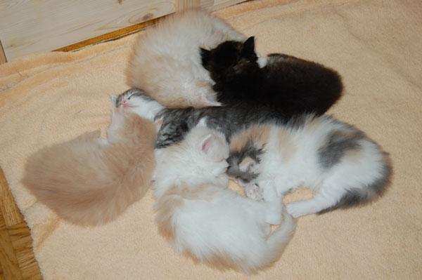 die W-chen sind vier Wochen alt.jpg